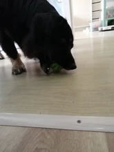 Bola de juguete interactiva para perro, Bola de goma natural con fugas, Limpieza de dientes, 5cm/7cm/11cm, nueva mascota de sandía