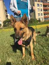 Vest Dog-Harness German-Shepherd Dogs Pet-Military-Training Molle Tactical Medium 