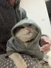 Ropa Para gato mascotas abrigos para gato chaqueta sudaderas con capucha para gatos traje cálido para mascotas conejo animales traje para mascotas para perros