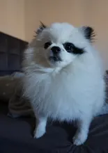 YBLNTEK-Tijeras profesionales de peluquería, 6 pulgadas, para cortar Cabello, herramienta de estilismo, cizalla de peluquería