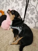 Seat-Belt Harnesses Stunt Puppy Bull Small-Pet Terrier Printed Dogs Chihuahua Shih Tzu