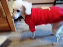 Sweater Clothing Velvet Winter Pet-Dog Cute Autumn Red Black Polyester Comfortable Warm