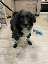 Pet-Dog-Clothes Clothing Coat Jacket Outfit Pets-Puppy-Costume French Bulldog Small Dogs