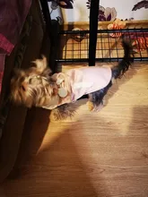 Fleece Vest Suit Coat Jackets Clothing Pet-Dog-Clothes New-Supplies Small Dog Winter