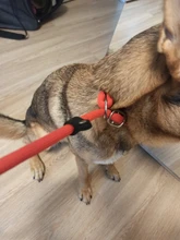 Rope-Chain Pet-Products Dog-Collar Dog-Traction HOOPET Golden Nylon-Material Teddy Comfortable