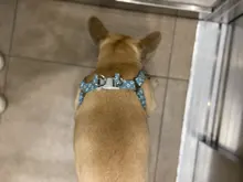 Conjunto de arnés de perro sin tirar con correa de perro de 1,2 m tamaño ajustable de lona de impresión arnés para perros correas de perro suministros para mascotas arnes perro