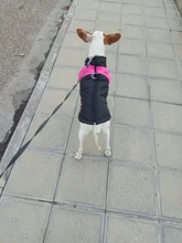 Ropa de invierno para perros, chaleco con cremallera cálido, acolchado e impermeable para mascotas, Carlino y Chihuahua pequeños y medianos