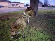 Stickers Labels Pets-Supplies Dog-Id-Tag Name Reflective Custom Personalized for DIY