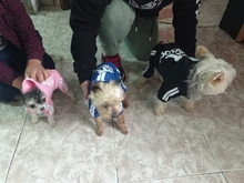 Ropa para perros pequeños, abrigo cálido para cachorro de gato para mascota, chaqueta deportiva para perro, monos para Chihuahua, Bulldog Francés, ropa para Otoño e Invierno