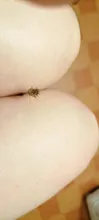 Fresas doradas para uñas, 8 tipos, herramientas portátiles de limpieza para manicura, brocas de alambre de cobre