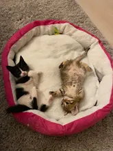 Mats Blanket Cushion Bed-House Sofa Pet-Beds Dog Animal Cute Basket-Supplies Cat Big