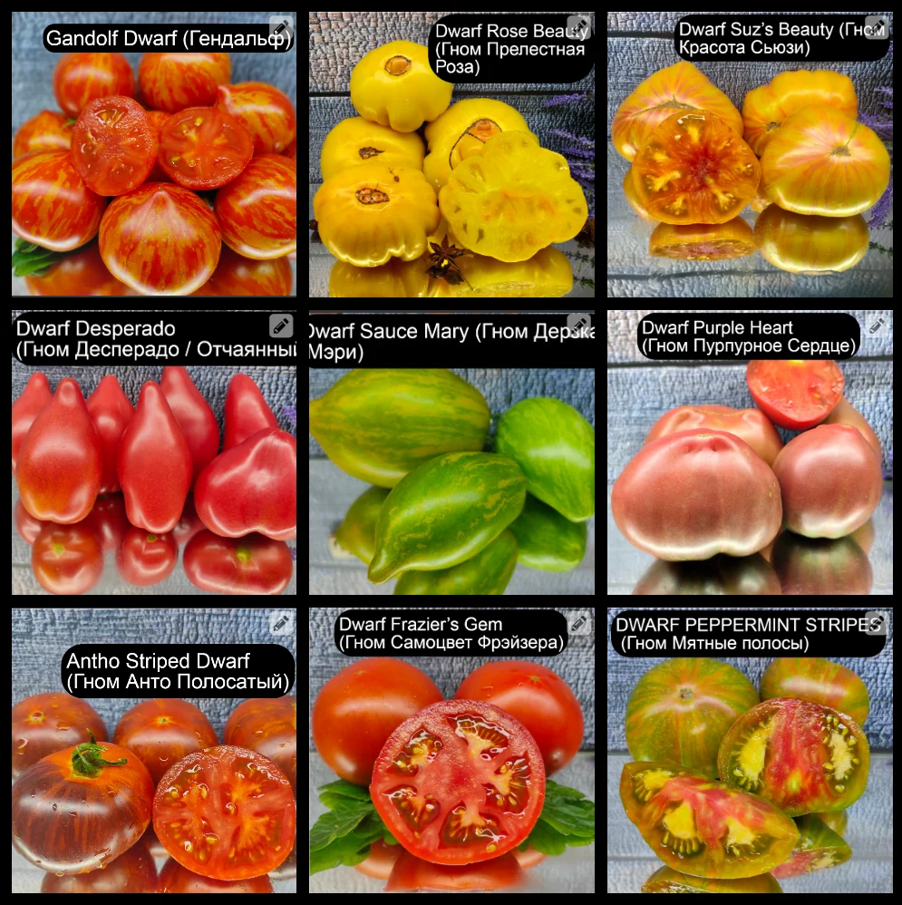 Семена томата Набор №1 (низкорослые) серия Гномы (Dwarf Tomato Project) 9 сортов | Дом и сад