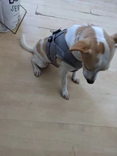 Conjunto de arnés y correa para perro, chaleco reflectante para caminar, arnés para gato, Chihuahua, Pug, malla de nailon, mediano y pequeño