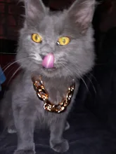 Necklace Pet-Accessories Photos-Props Cat-Chain Kitten Show-Off-Collar Gold Puppy Dogs