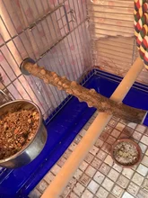 Bastones de Garra Para molienda de aves, barra de soporte de madera para el hogar, accesorios para aves, productos para mascotas, 1 Uds.