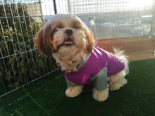 Coat Pet-Dog-Jacket Winter Puppy Hood-Size Warm with 8-18 5-Colors Thickening