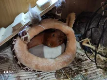 Soft Guinea Pig House Bed Cage for Hamster Mini Animal Mice Rat Nest Bed Hamster House