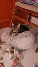 Cama de Gato supersuave, 14 colores, redonda, mullidas de gato, cesta para dormir, larga felpa, cálida, alfombrilla para mascotas, perrera ligera de tacto cómodo