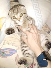 Reflectante cachorro gato arnés chaleco caminar perro ajustable Collar de gatito de malla de poliéster arnés para pequeño mediano perros