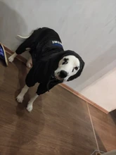 Dog-Coat Winter HOOPET for Dogs Clothing Warm Christmas Big