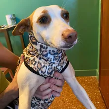 Ropa de invierno para mascotas, atuendo con chaleco cálido para perros pequeños, abrigo para perro, Chihuahua acolchado, a prueba de viento, 20