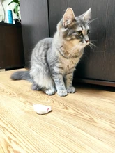 Pet-Toys Tail-Mice False-Mouse Sound Cat Real-Rabbit-Fur 5pcs Soft with for Dogs Long-Haired