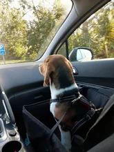 Protector para asiento de coche para perros, hamaca para asiento de coche 2 en 1, resistente al agua, para gatos y perros