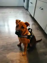 Arnés de perro sin tirar reflectante transpirable arnés de mascota ajustable para chaleco de perro ID parche personalizado para caminar al aire libre perro suministros