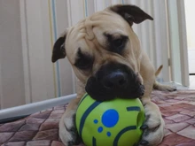 Dog Toy Training-Ball Interactive-Toy Pet-Cat-Dog-Toys Giggle Silicon Jumping Small Large