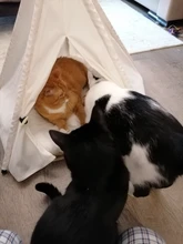 Cat Bed House Teepee Cushion Pet-Tent Puppy Available Outdoor Portable For Dog with Thick