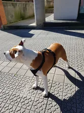 Leash Seat Dog-Leads-Belt Dog-Harness Pet Bulldog-Labrador Safety Small French Medium