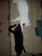 Pet-Bed Hammock Tent Nest Pet-Accessories Cozy-Products Cat-House Calming Dogs Small