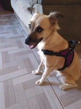 Adjustable Harness Pets-Accessories Dog-Vest Reflective-Dog Walk-Out Soft 