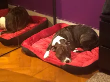 Pet-Bed Puppy Kennel Large Dog Waterproof House Cat-Litter Paw-Print for Four-Seasons