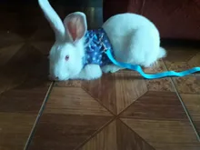 Harness Leash Pets-Accessories Bunny-Mesh Ferret Guinea-Pig Rabbits Hamster Vest Chest-Strap