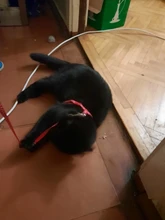 Pet-Harness-Belt Traction Cats-Products Dog-Collar Reflective Nylon Kitten Adjustable