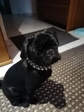 Strap-Supplies Spiked Pet-Collars Neck Small Dog Adjustable Punk Rivet for Cat