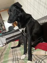 Peines para quitar el pelo de perros y gatos, herramientas de aseo, recortadora desmontable, accesorio, peines para mascotas