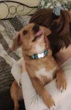 Collar de nailon para perro, personalizado con placa de etiqueta de identificación grabada para mascota, reflectante, perros pequeños, medianos y grandes