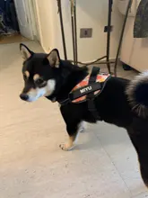 Stickers Labels Pets-Supplies Dog-Id-Tag Name Reflective Custom Personalized for DIY