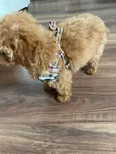 Harness Leash Chain Teddy Walking-Rope Collar Dog Small Medium Pet-Dog Classic Check