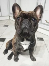 Punta de pata 5 tamaño fuerte Collar para perro con cadena nombre ID grabado cachorro Chihuahua, Pitbull pequeña mascota grande Collar de perro lleva