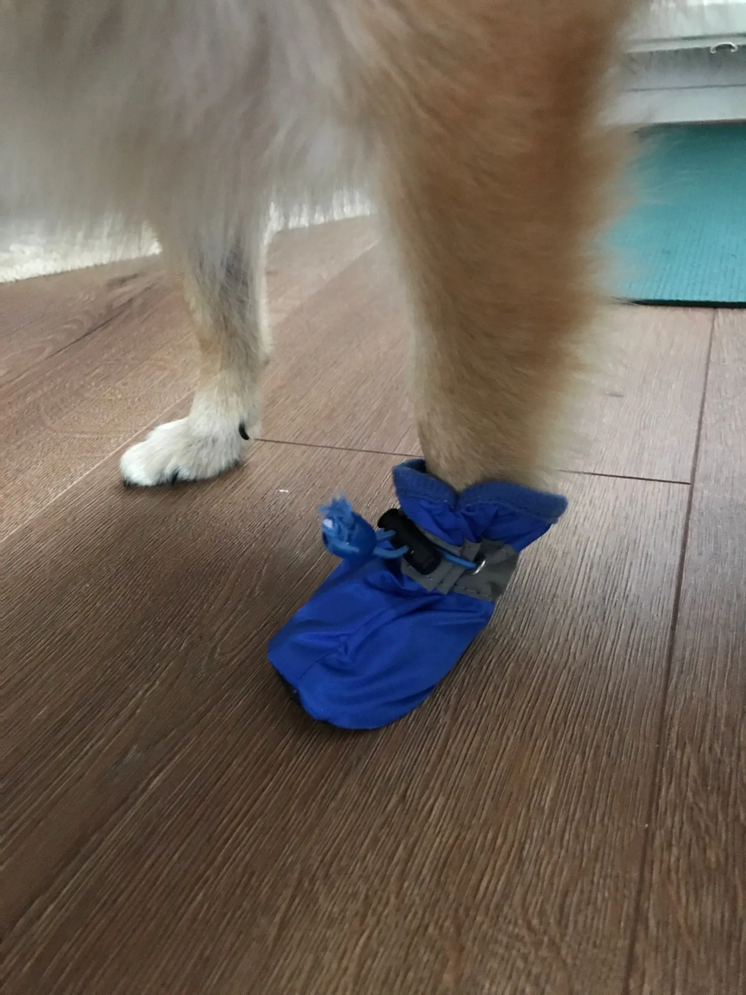 Waterproof Anti-Slip Boots | Boots for Small Medium Dog photo review