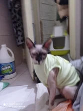 Ropa de verano para mascotas, Camiseta con estampado de flamenco para perro, chaleco para perros pequeños y medianos, accesorios para mascotas, chaleco para gatos, camisas, XS-2XL