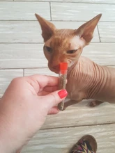 Hierba gatera Natural pura para gatos, Limpieza de dientes creativa, aperitivos para gatos, suministros para mascotas