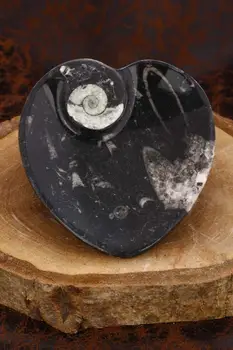 

DR Stone Natural Stone-Women Belemnite Fossils Plate Dekorluk Stone 20 ODR30