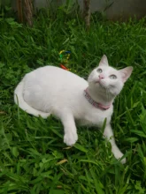 Personalized Dog Collar Leather Rhinestone Bling Charms Custom Pet Dogs Cat Name