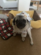 Clothing Bulldog-Clothes Corgi Raincoat Poodle Pug Bichon French Waterproof for Schnauzer