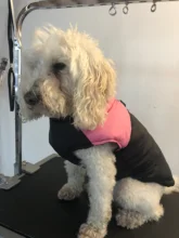 Jacket Yorkshire Terrier Padded-Coat Pet-Dog-Clothes Winter for Pitbull Chihuahua Warm