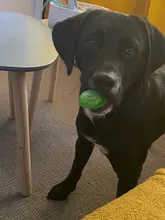 2 uds perro juguete del animal doméstico chupete de muelas de la dentadura reducir la presión, suministros para mascotas